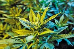 草屋把酒话桑麻——大麻仁